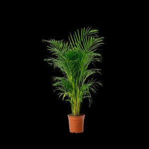 Areca Palm Thailand - 120-150Cm