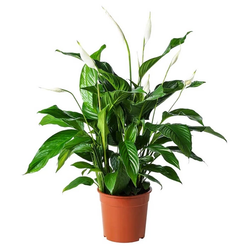 Buy Spathiphyllum - Peace Lily - Type 2 Online| Qetaat.com