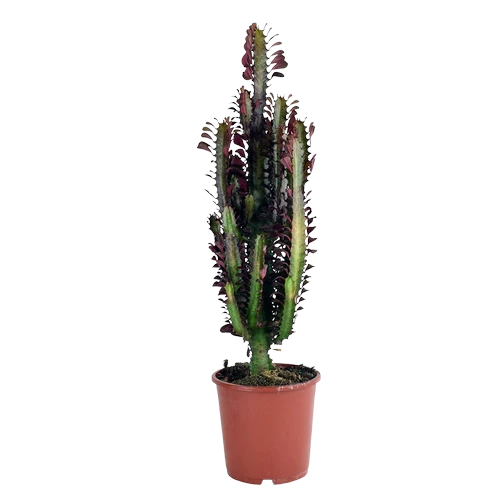 Buy Euphorbia Trigona Rubra Online| Qetaat.com