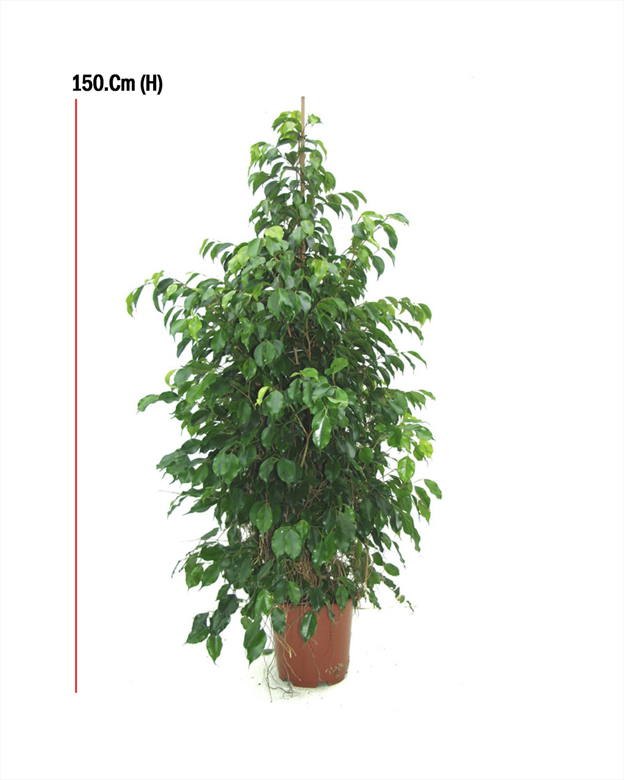 Buy Ficus Benjamina Twisted – Size:120cm Online on Qetaat.com