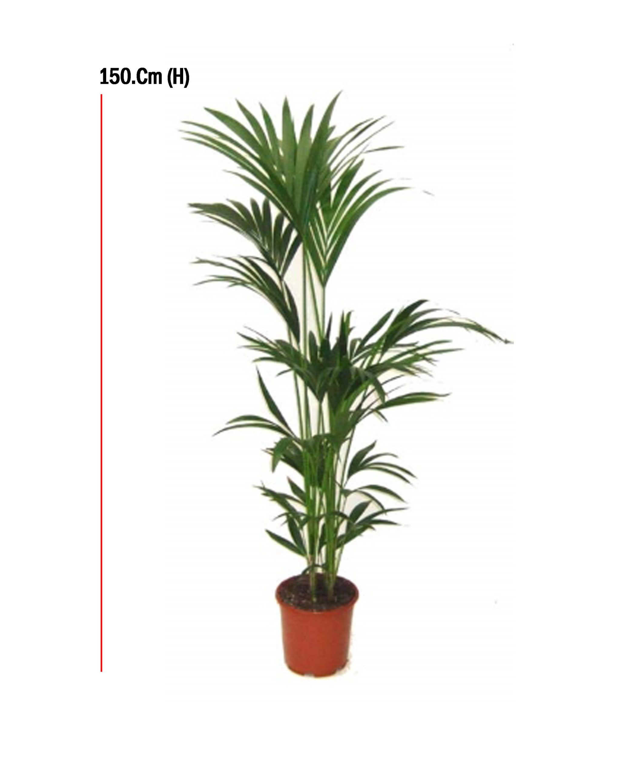 Buy Kentia Palm – Size:150cm Online on Qetaat.com