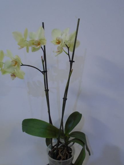 Buy Phalaenopsis Online on Qetaat.com