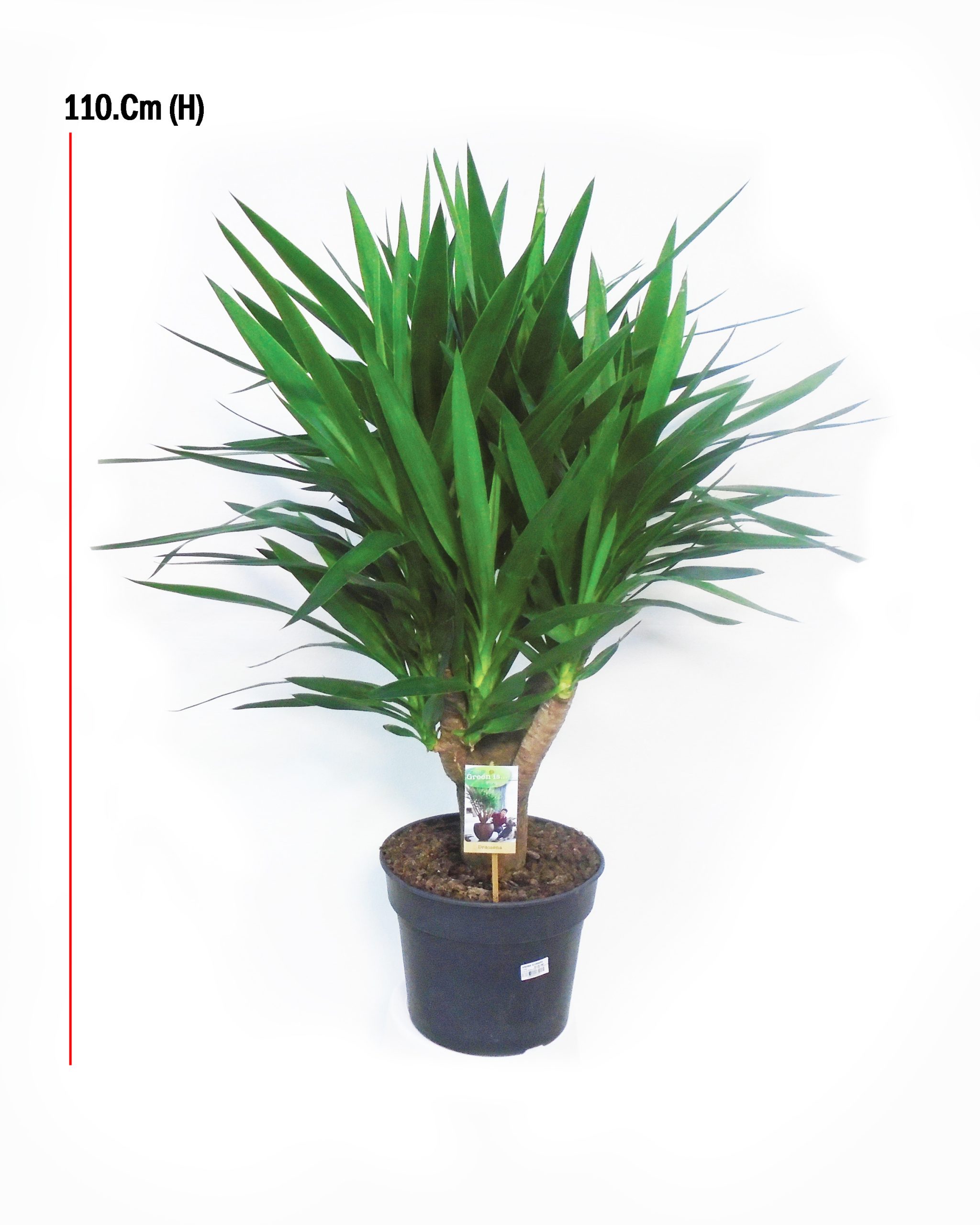 Yucca Branched Stump, Height: 110Cm, Pot Size: 30Cm