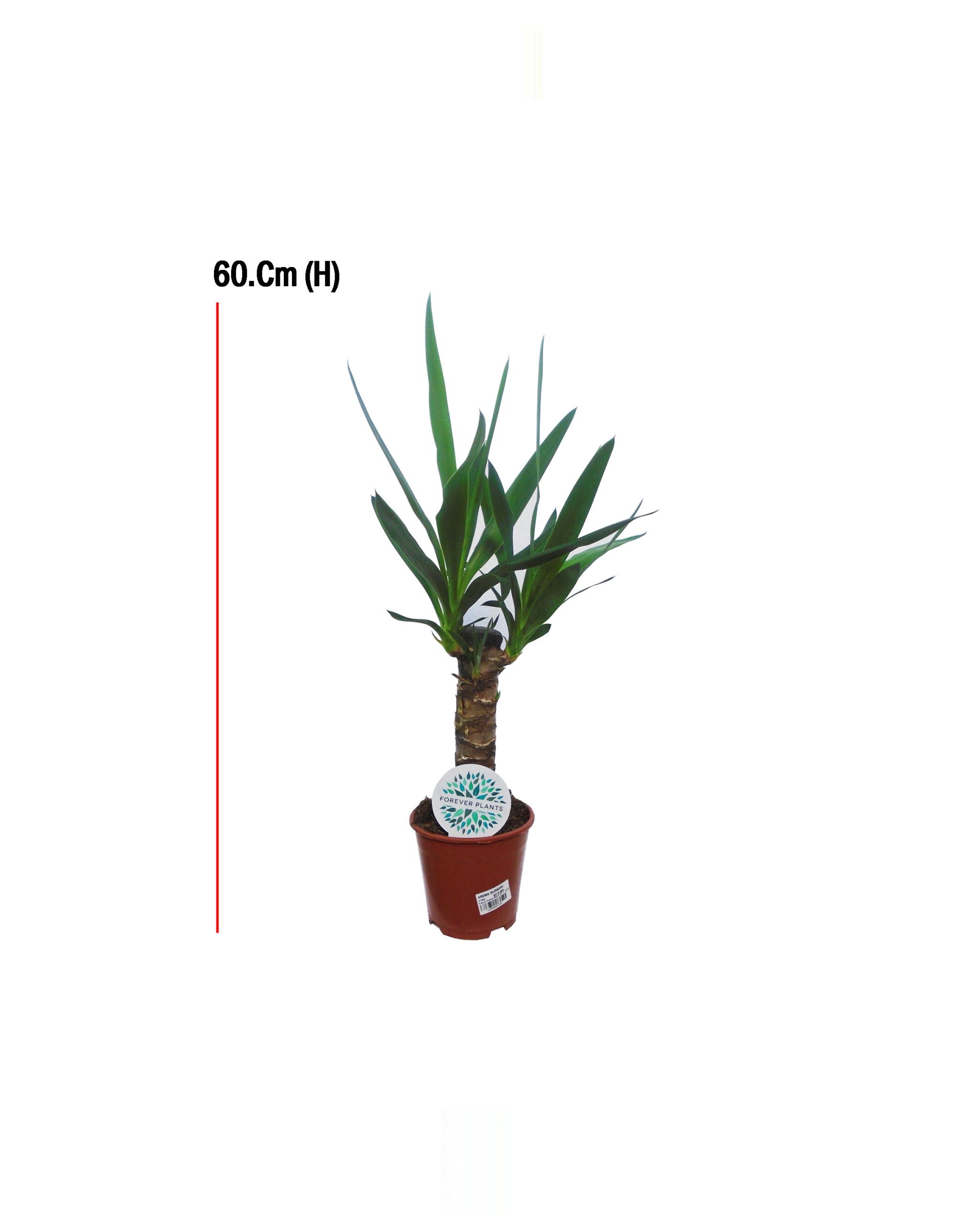 Buy Yucca (2+KOP)-Size:60cm Online on Qetaat.com