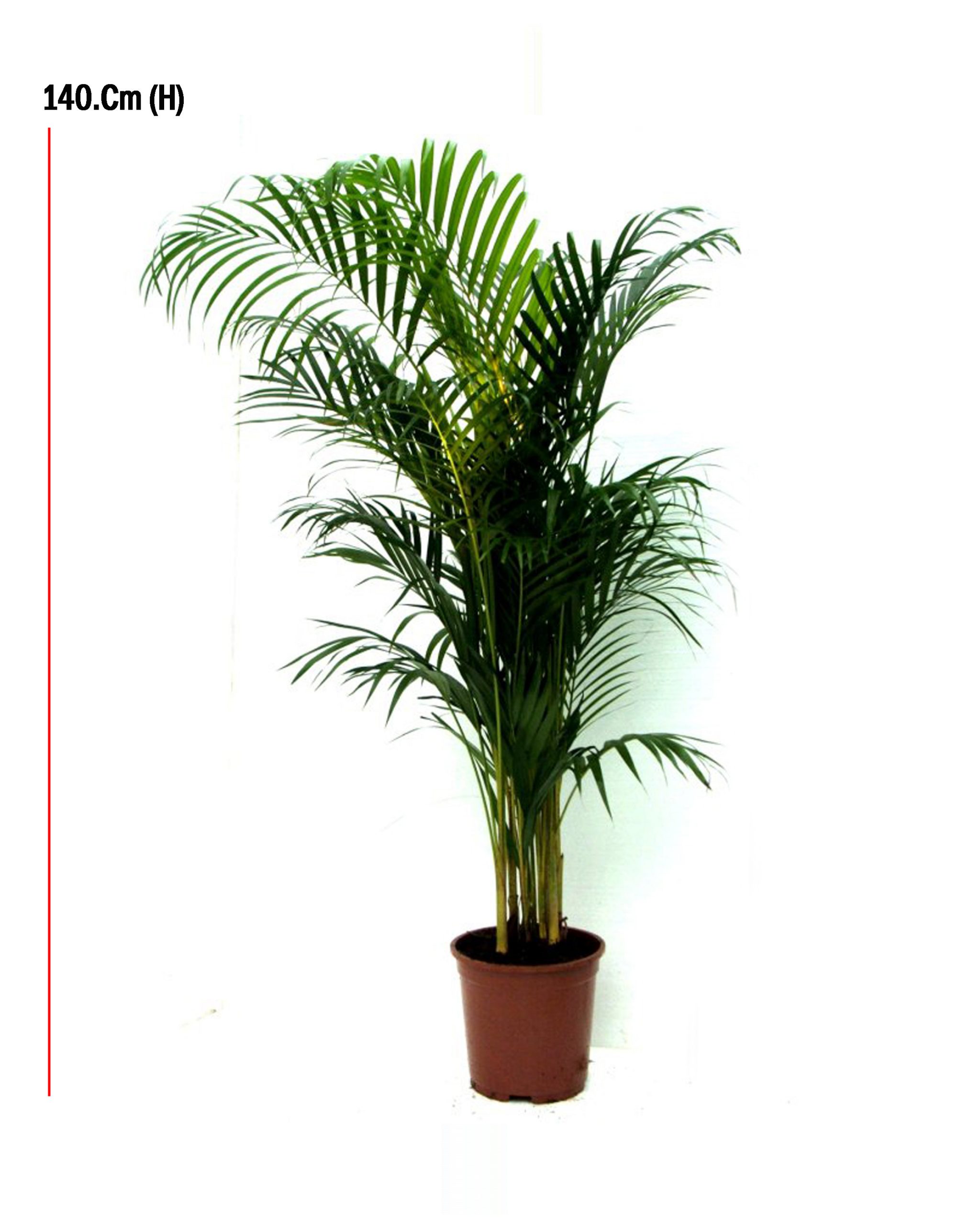 Buy Arecca Palm – Size:100cm Online on Qetaat.com