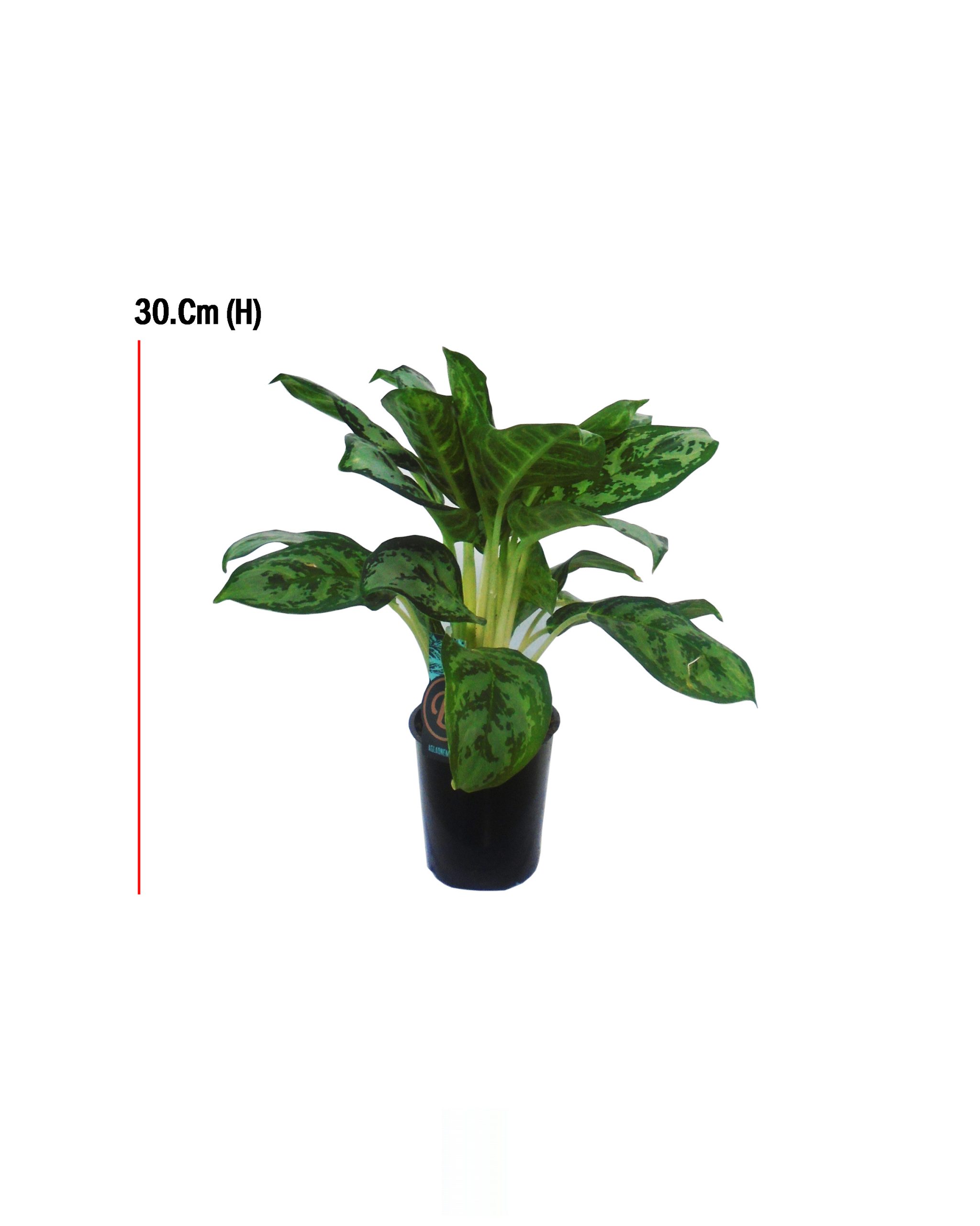 Buy Aglaonema Mixed Green Varieties, Height : 30cm, Pot size: 12cm Online on Qetaat.com