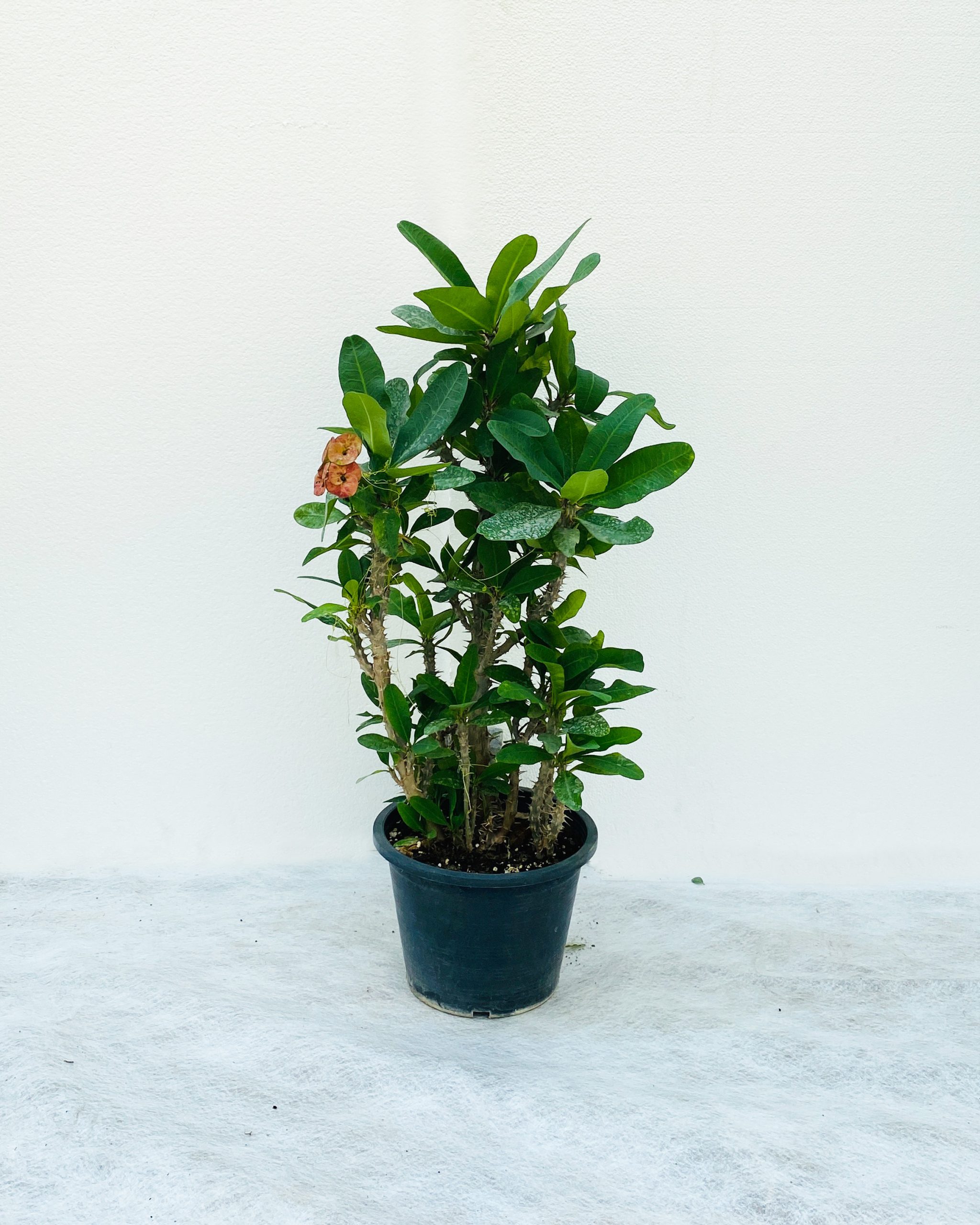 Buy Euphorbia Milli DB – Size:50cm Online on Qetaat.com