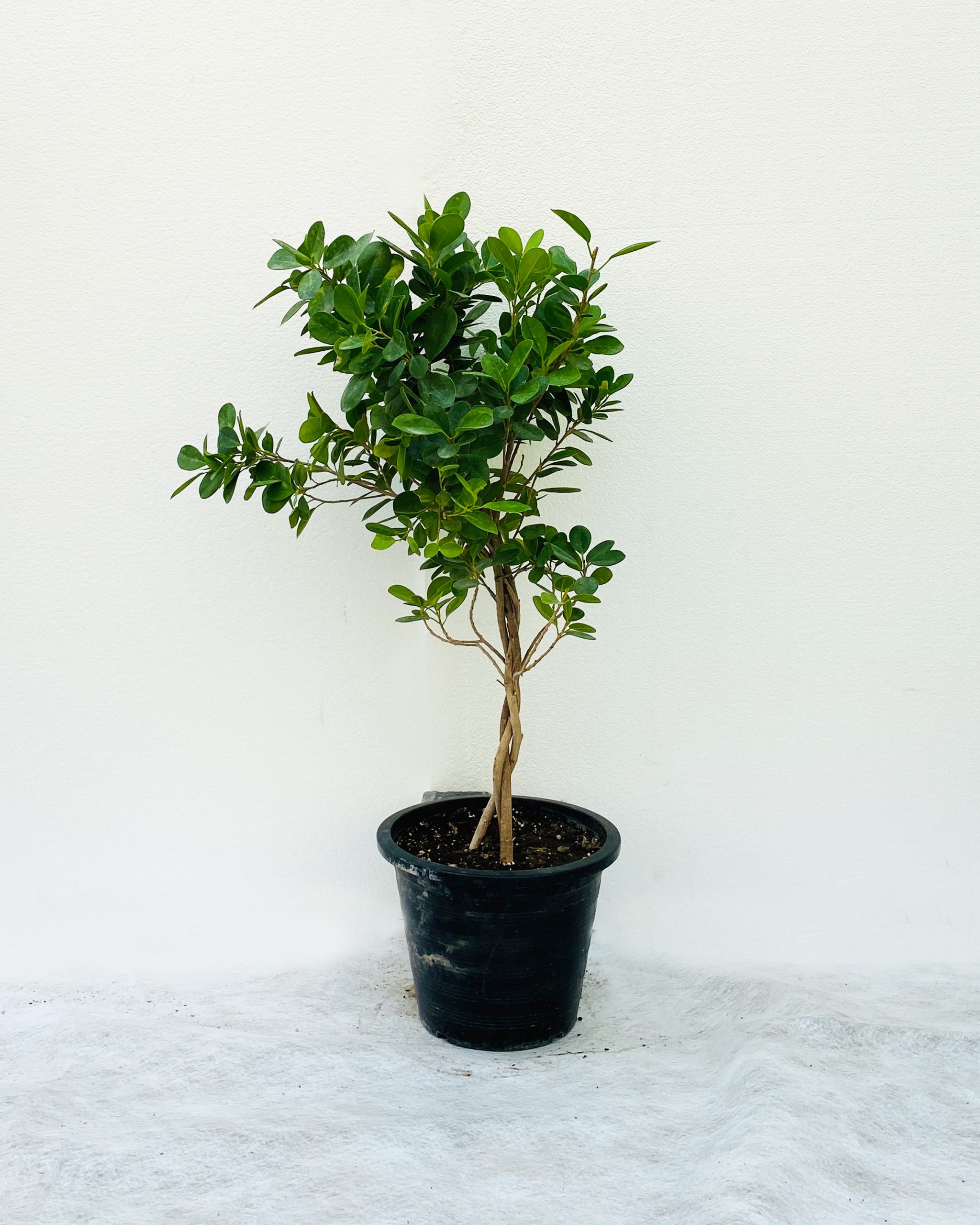 Buy Ficus Panda Twisted – Size: 100cm Online on Qetaat.com