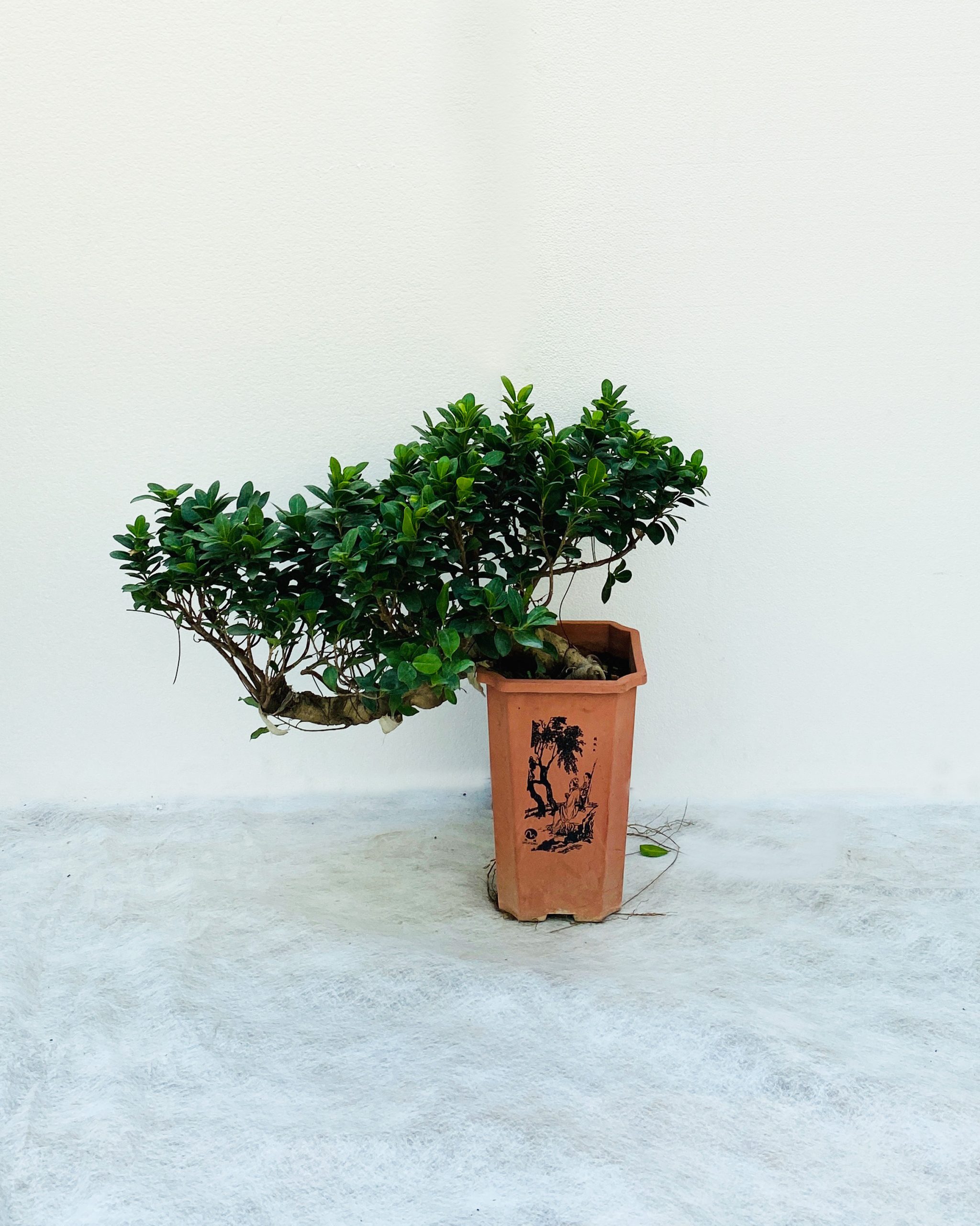 Buy Ficus Panda Clip Shape-Size:80cm Online on Qetaat.com