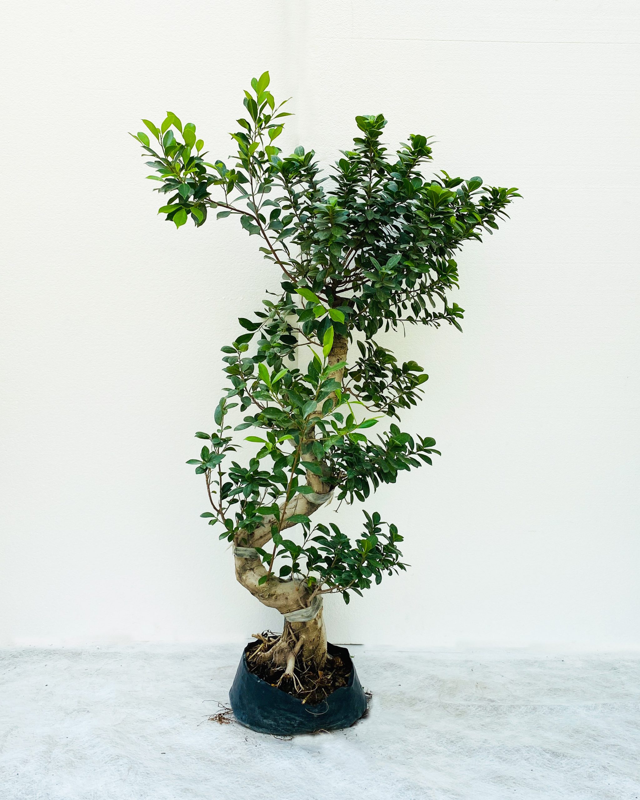 Buy Ficus Panda S-Shape – Size: 12cm Online on Qetaat.com