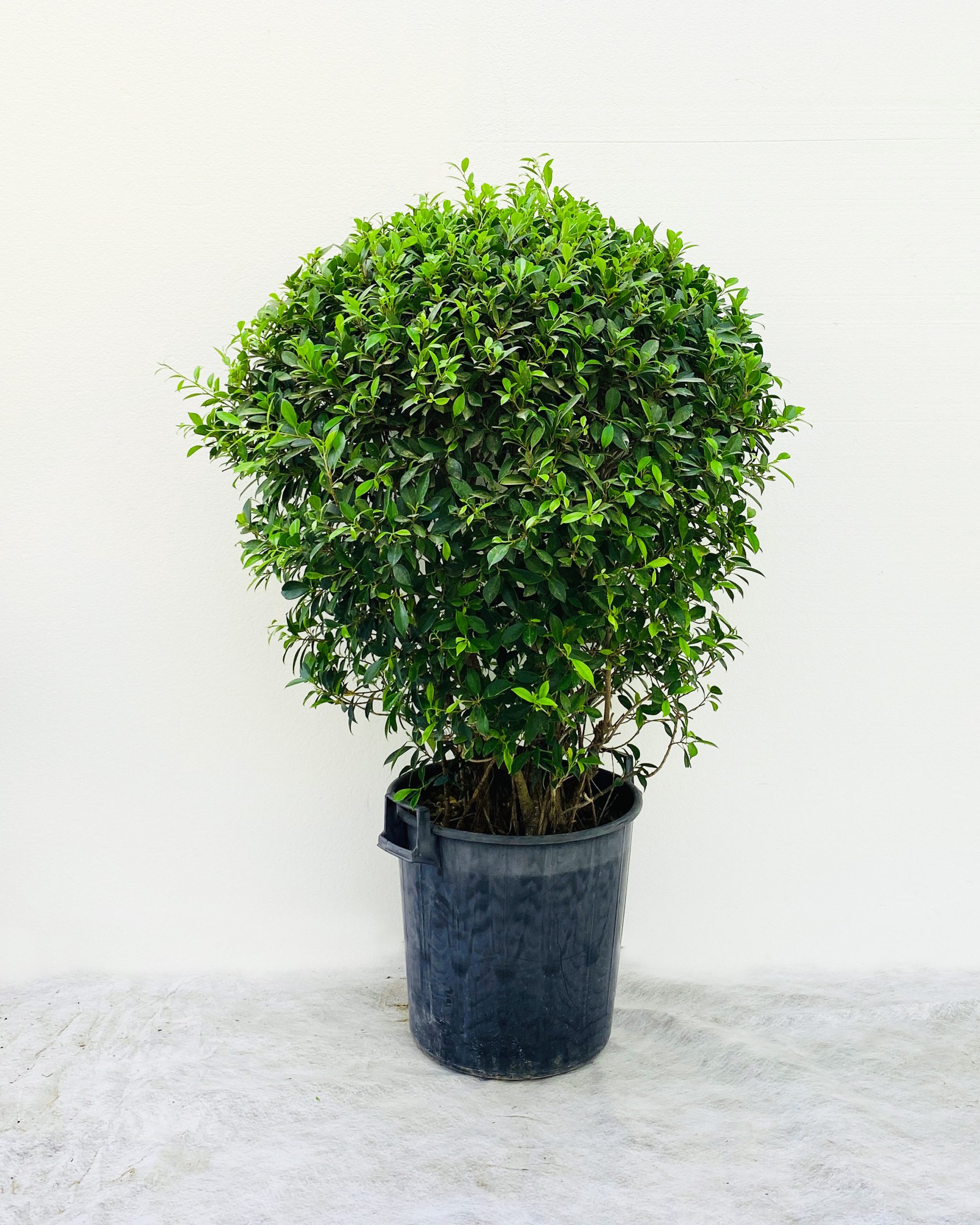 Buy Ficus Microcarpa Ball Shape – Size:150cm Online on Qetaat.com