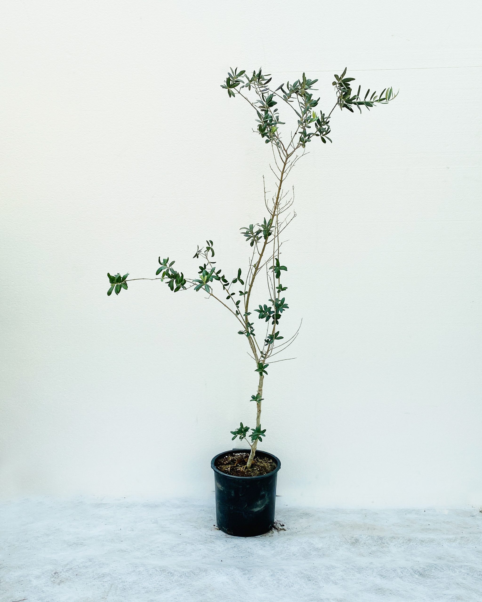 Olive Tree Syr – Size:180Cm