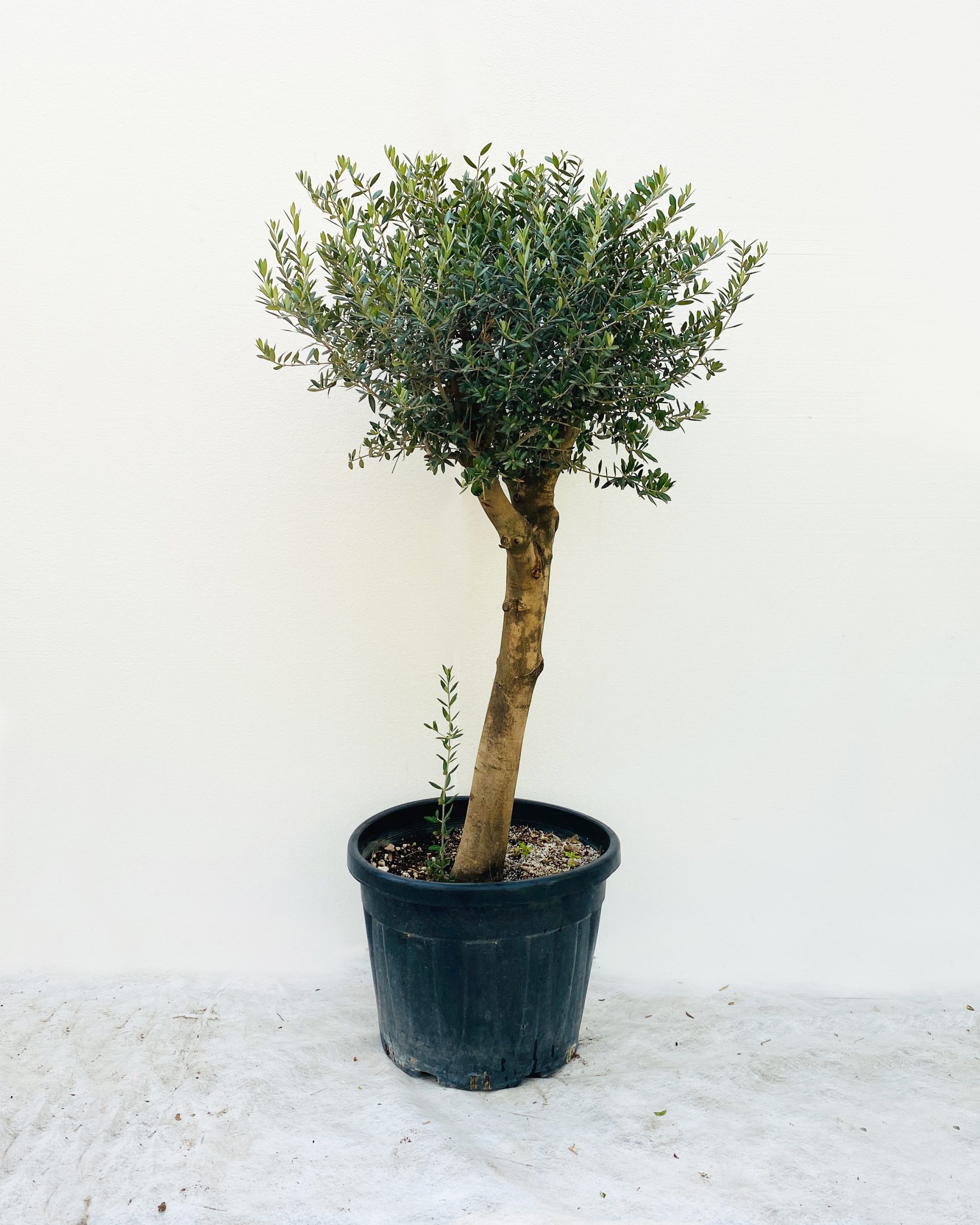 Olive Tree Size:180Cm