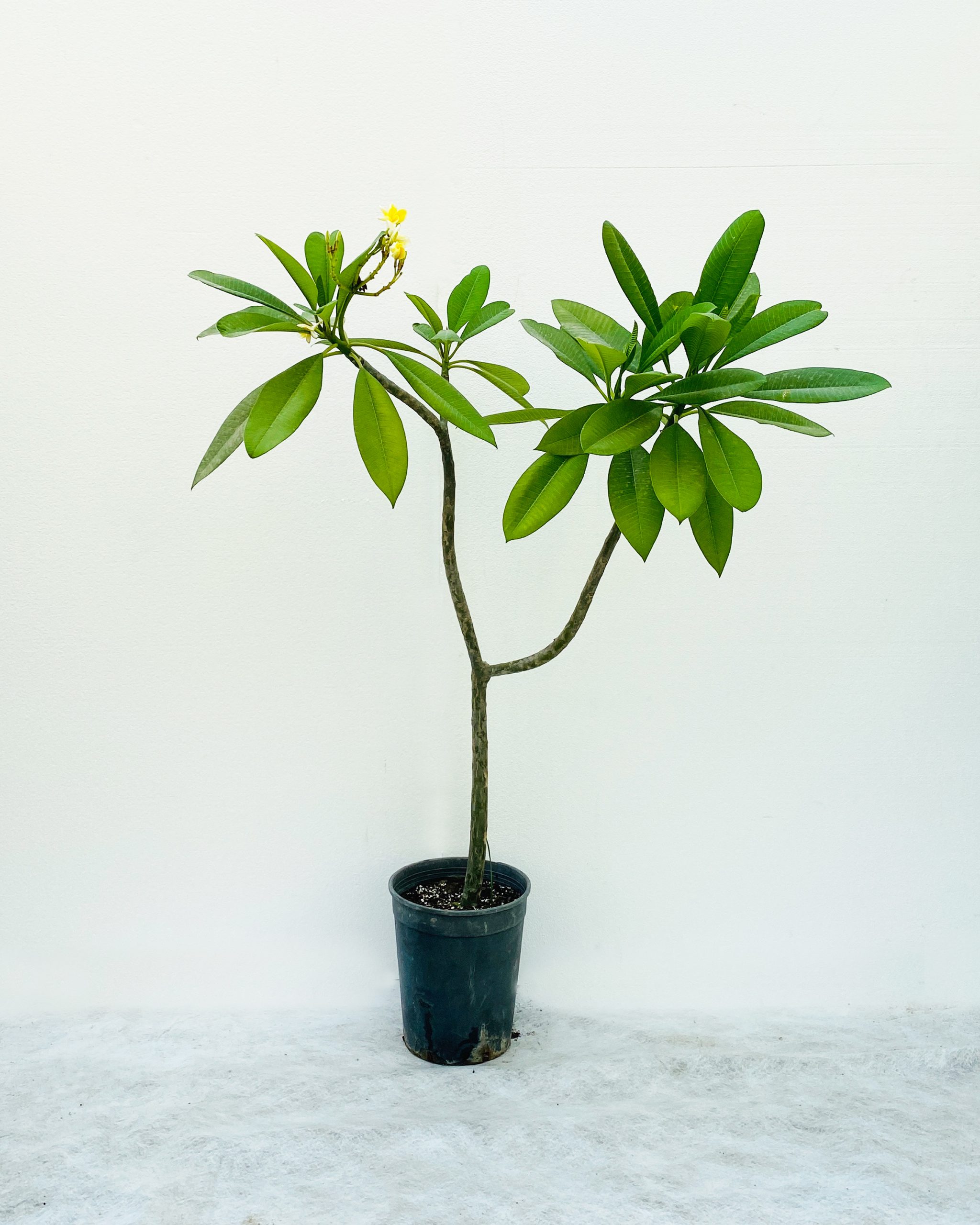 Buy Plumeria Yellow – Size: 2mtr Online on Qetaat.com