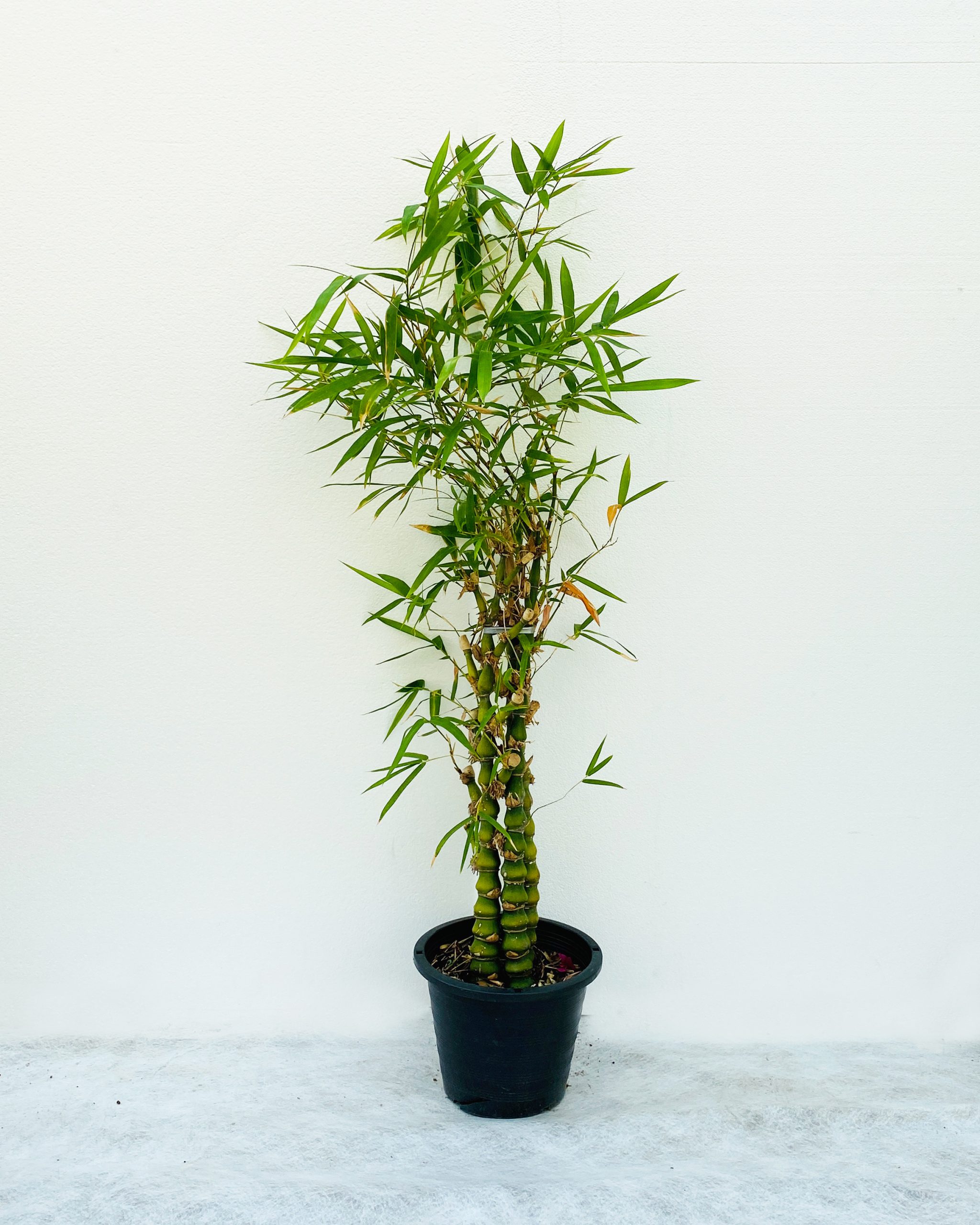 Buy Bamboo Ventricosa – Size: 120cm Online on Qetaat.com