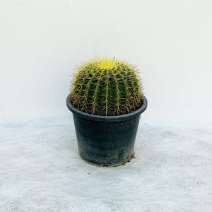 Cactus Ball Shape- Size:30Cm