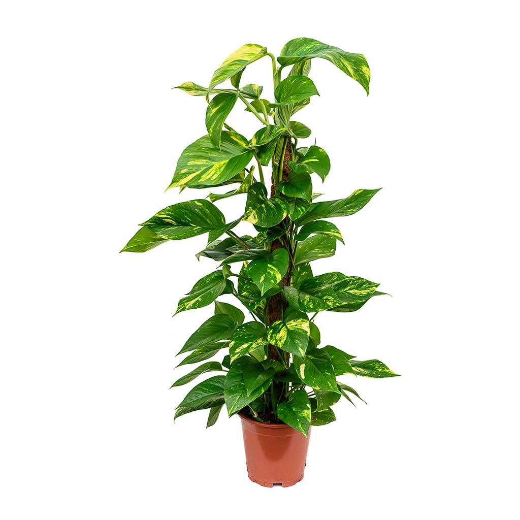 Buy Epipremnum Pinn.Mosstick 120Cm Online on Qetaat.com