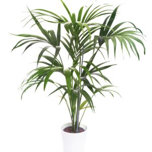Howea Forsteriana Kentia Palm 120Cm Ht