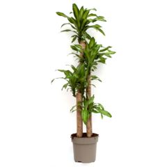 Dracaena Massangeana 180X30