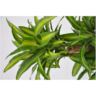 Buy Dracaena Massangeana 180X30 Online from Qetaat Platform