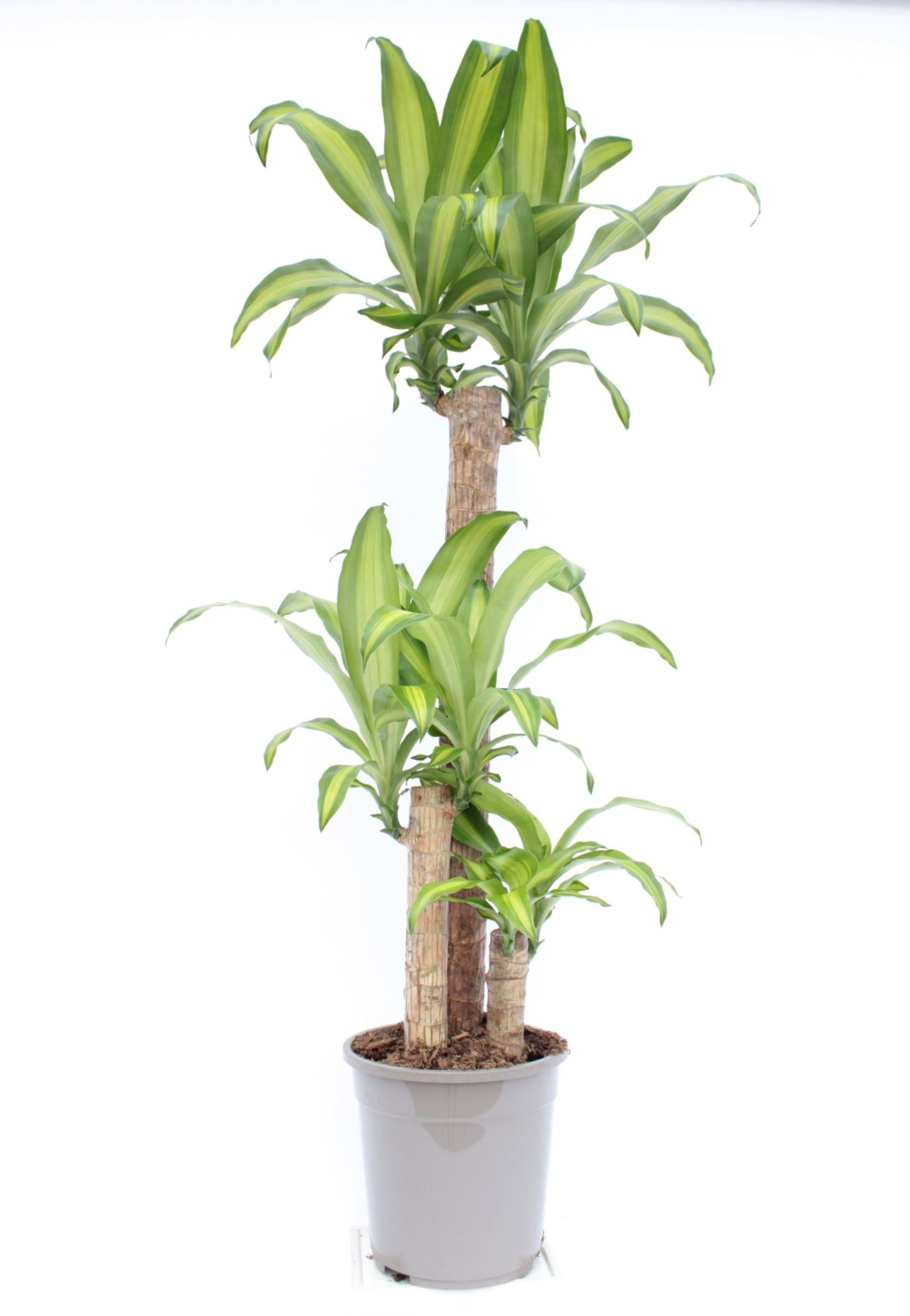 Buy Dracaena Massangeana 130X24 Online from Qetaat Platform