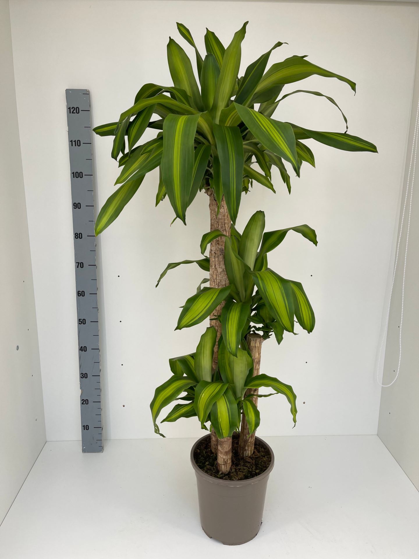 Buy Dracaena Massangeana 130X24 Online from Qetaat Platform