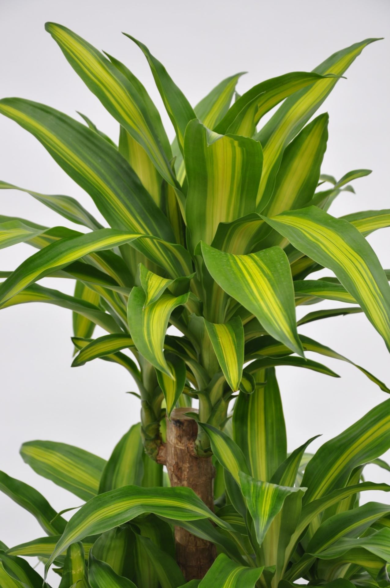 Buy Dracaena Massangeana 130X24 Online from Qetaat Platform