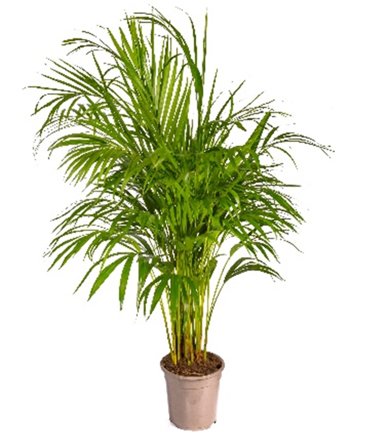 Buy ARECCA PALM HT 140 CM online on Qetaat.com