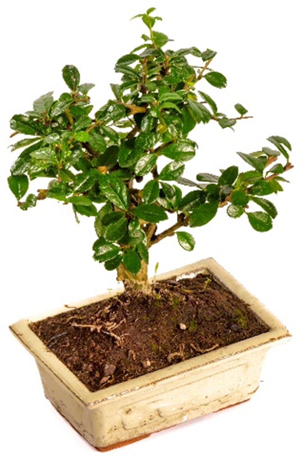 Buy BONSAI CARMONA HT 15 CM online on Qetaat.com