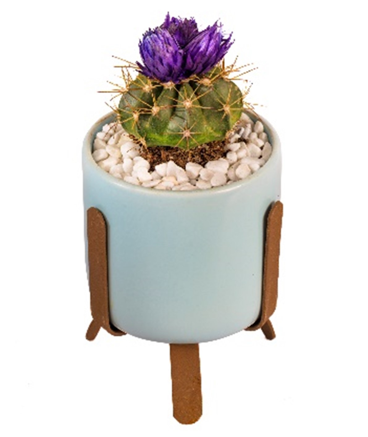 Buy CACTUS DECORATED W/CERAMIC POT HT 12 CM online on Qetaat.com