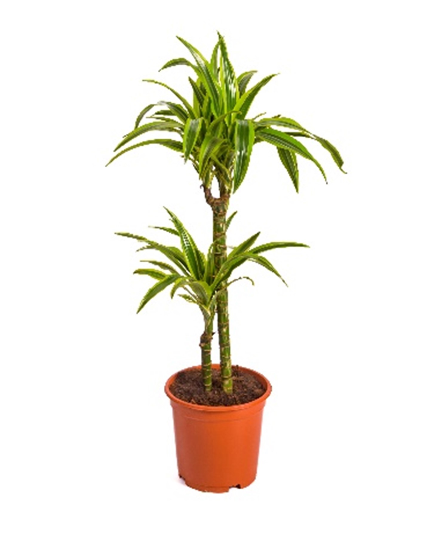 Buy DRACAENA LEMON LIME HT 120 CM online on Qetaat.com
