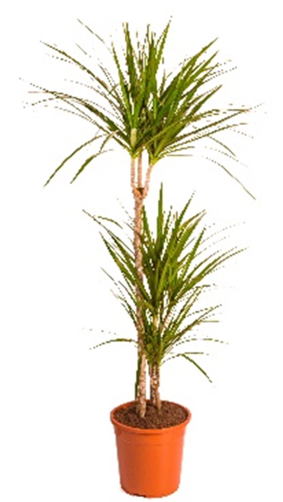 Buy DRACAENA MARGINATA HT 130 CM online on Qetaat.com