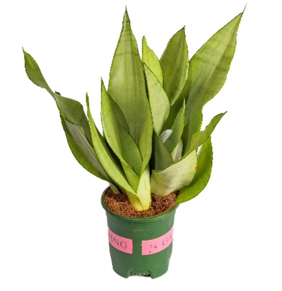 Buy SANSEVERIA SILVER HT 14 CM online on Qetaat.com