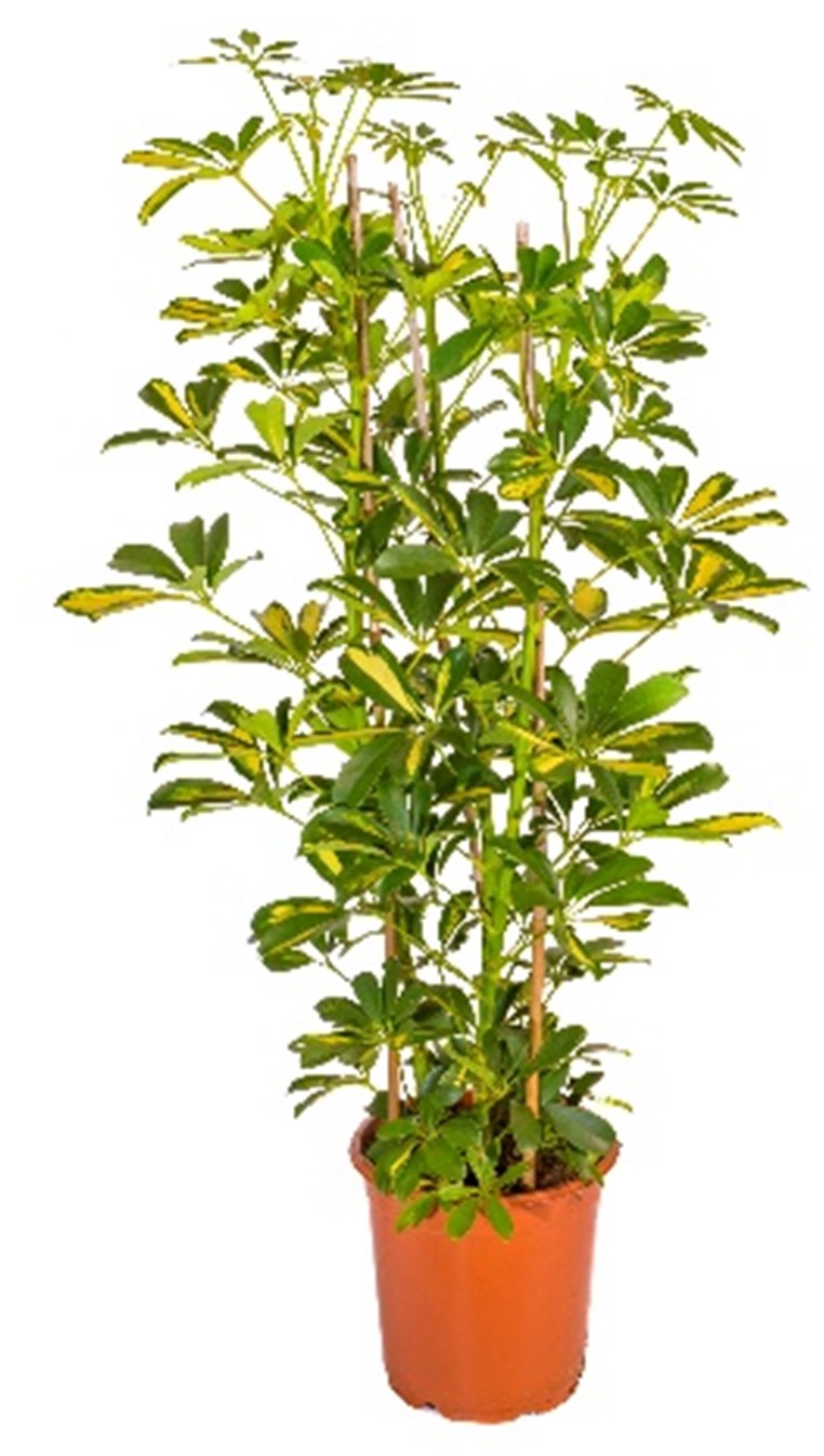 Buy SCHEFFLERA ARB.GOLD CAPELLA HT 110 CM online on Qetaat.com