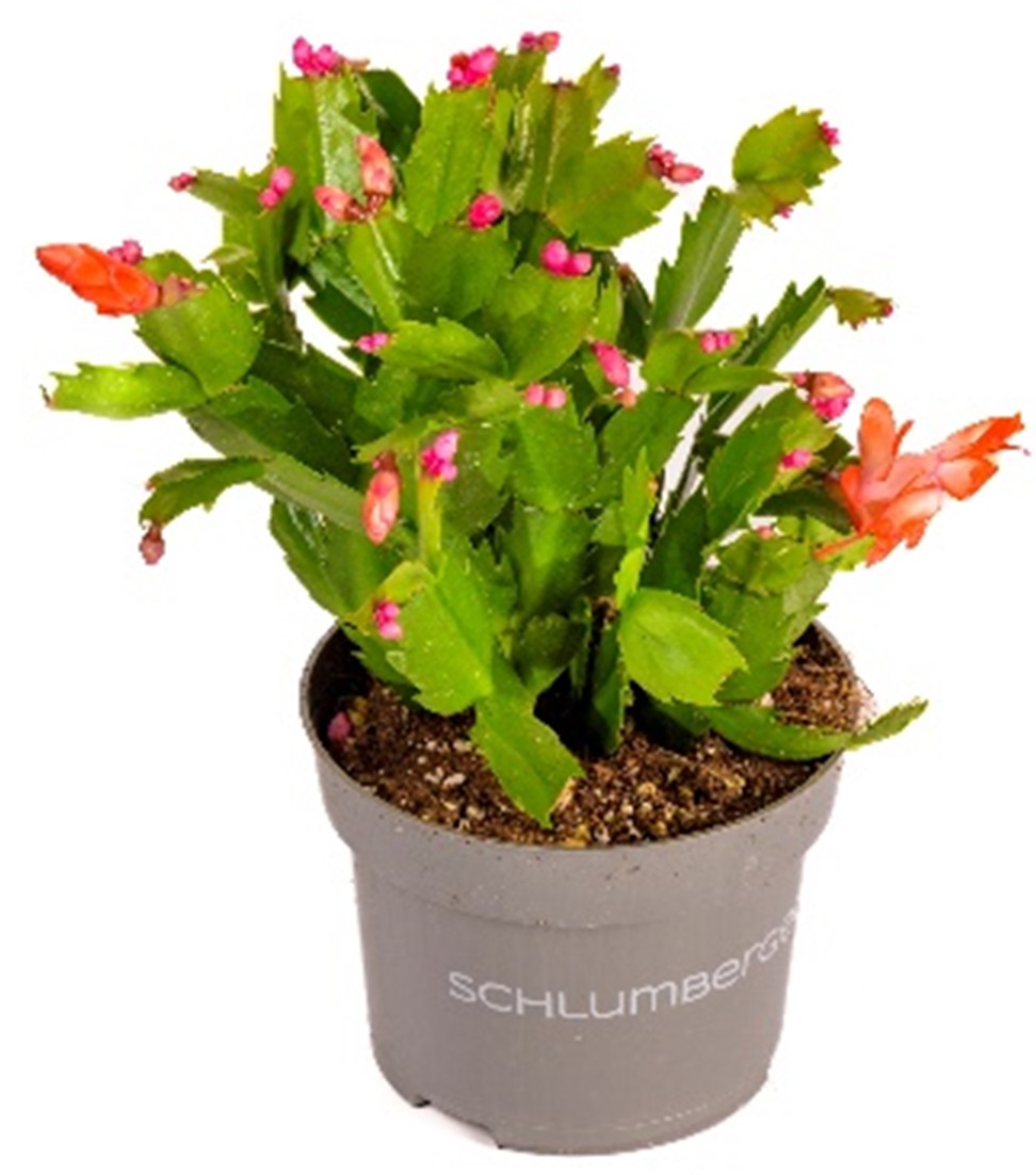 Buy SCHLUMBERGERA MIXED 4 COLORS HT 30 CM online on Qetaat.com