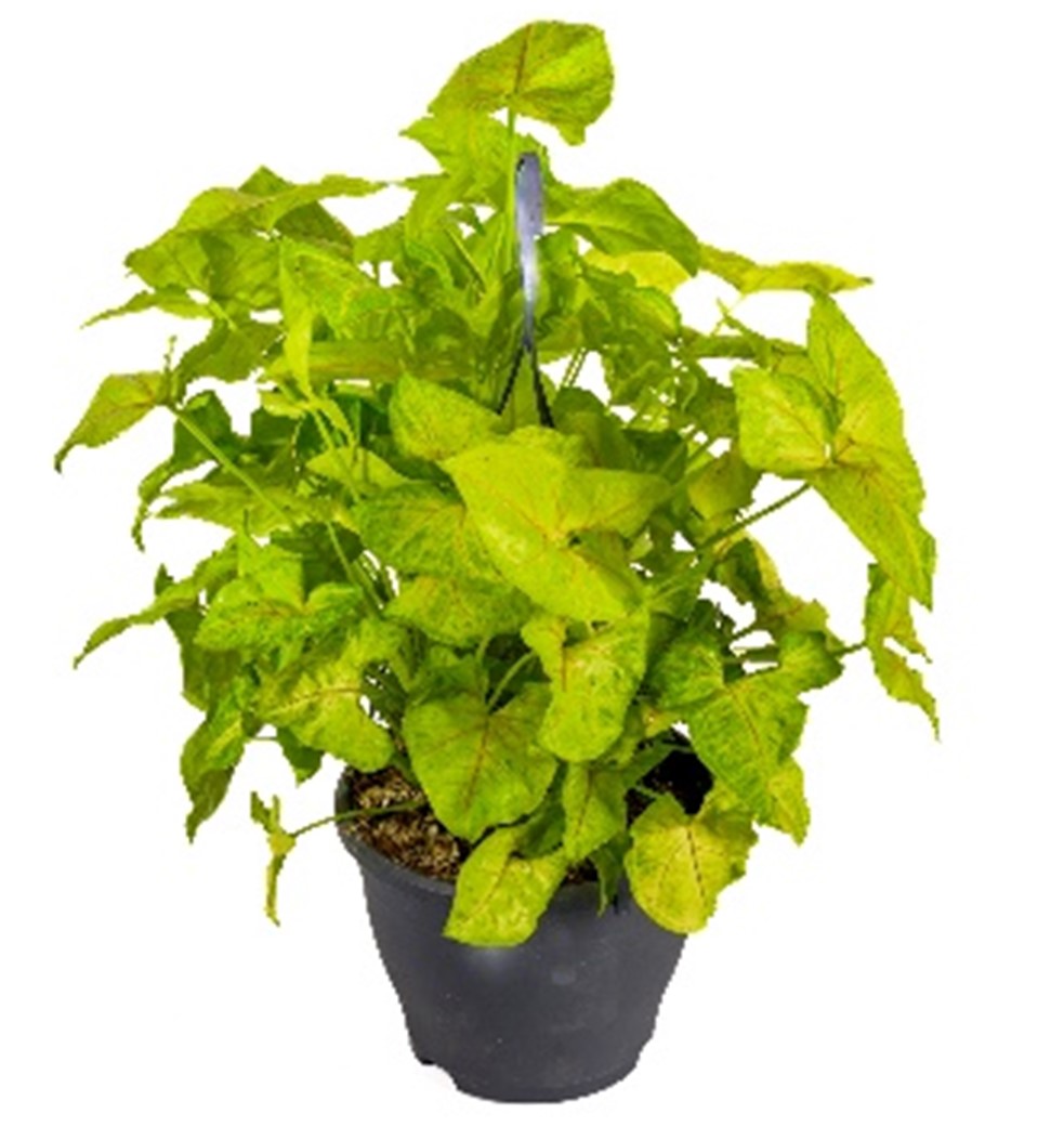 SYNGONIUM BUTTERFLY HT 55 CM
