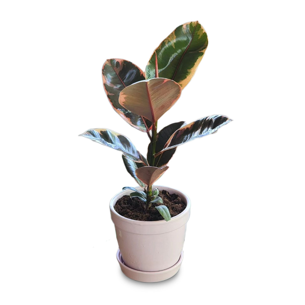 Ficus Elastica