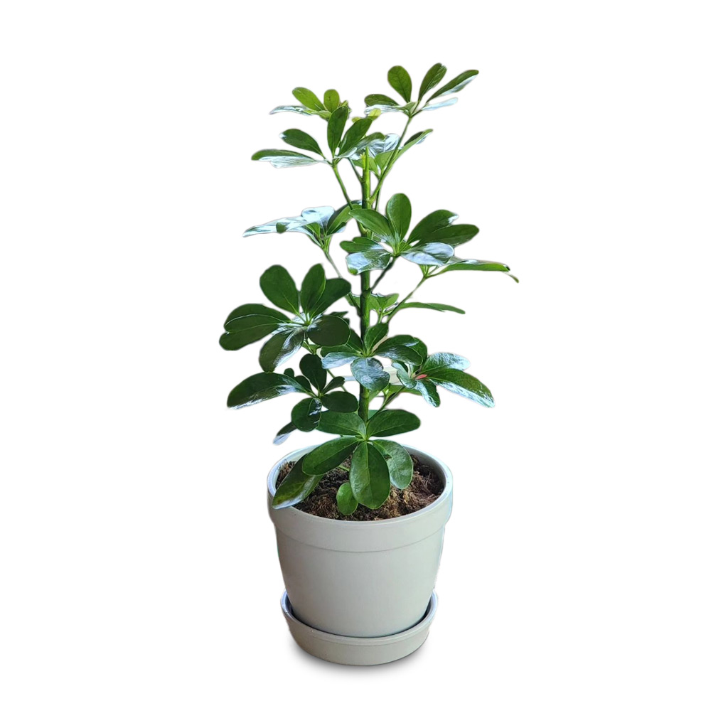 Schefflera