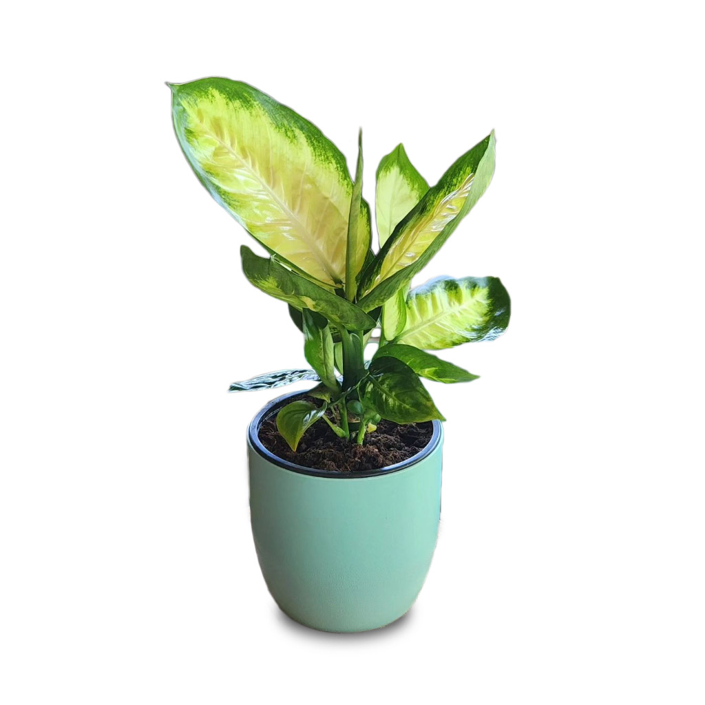 Dieffenbachia