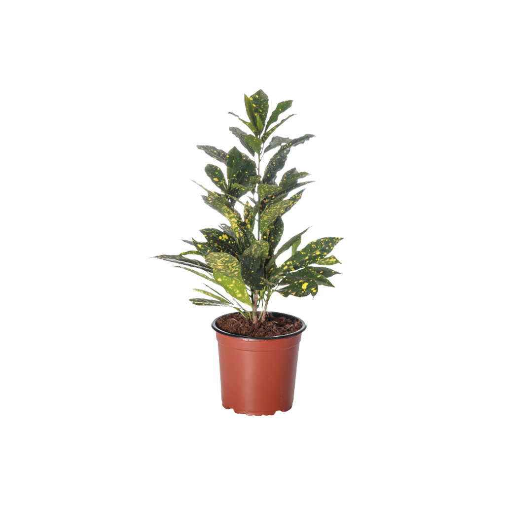 Croton Aucubifolia - Pot Size 15Cm