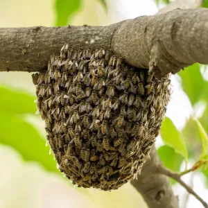 Remove the beehive