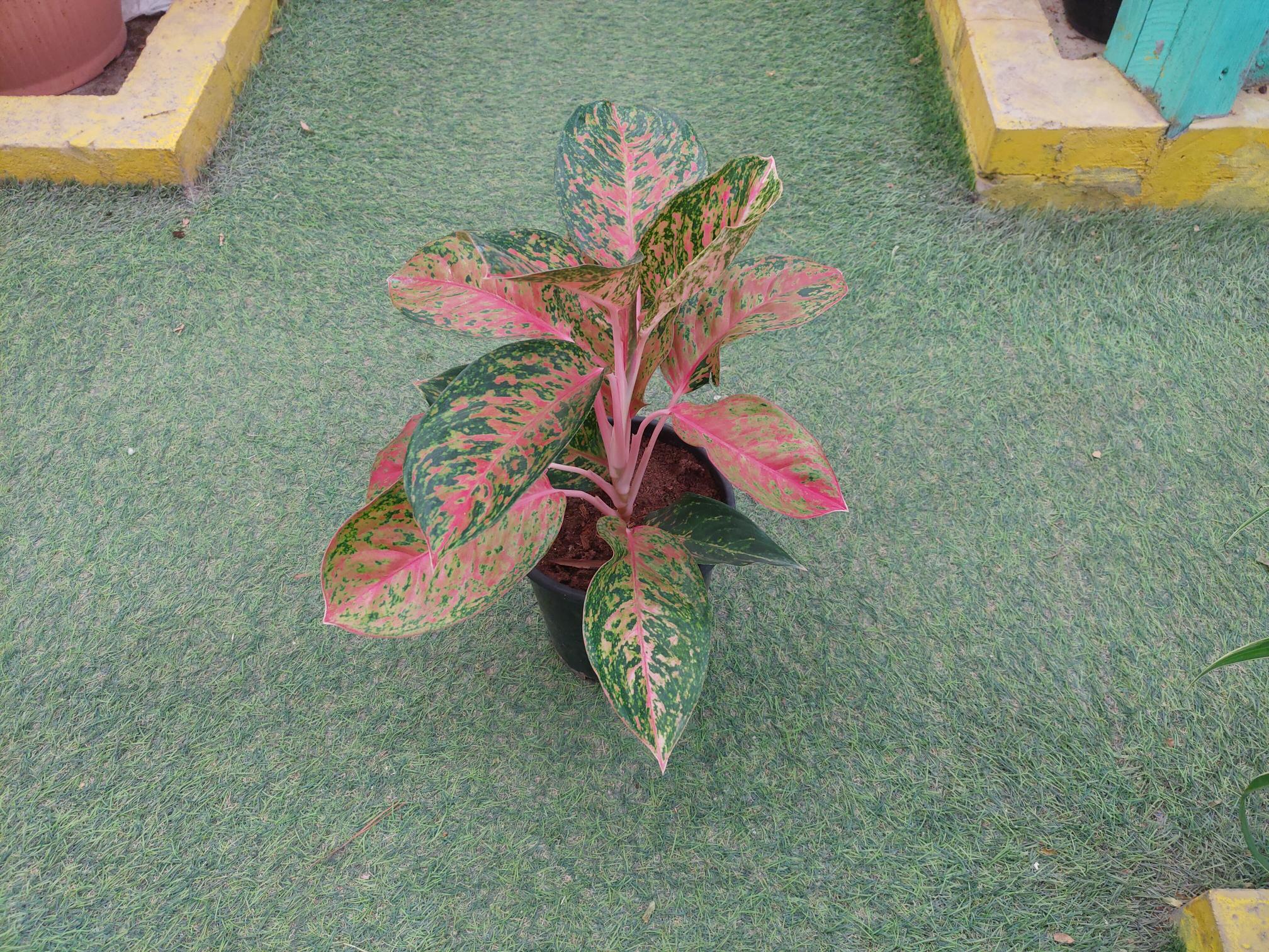 Aglaonema golden dragon