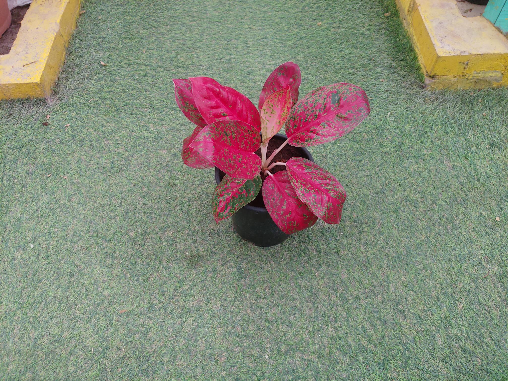 Aglaonema Sab Mongkol Red