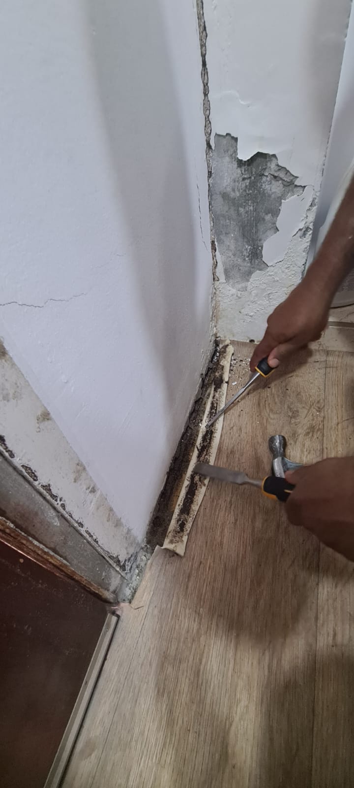 Termite inspection service