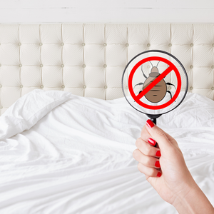 Bed bugs control 