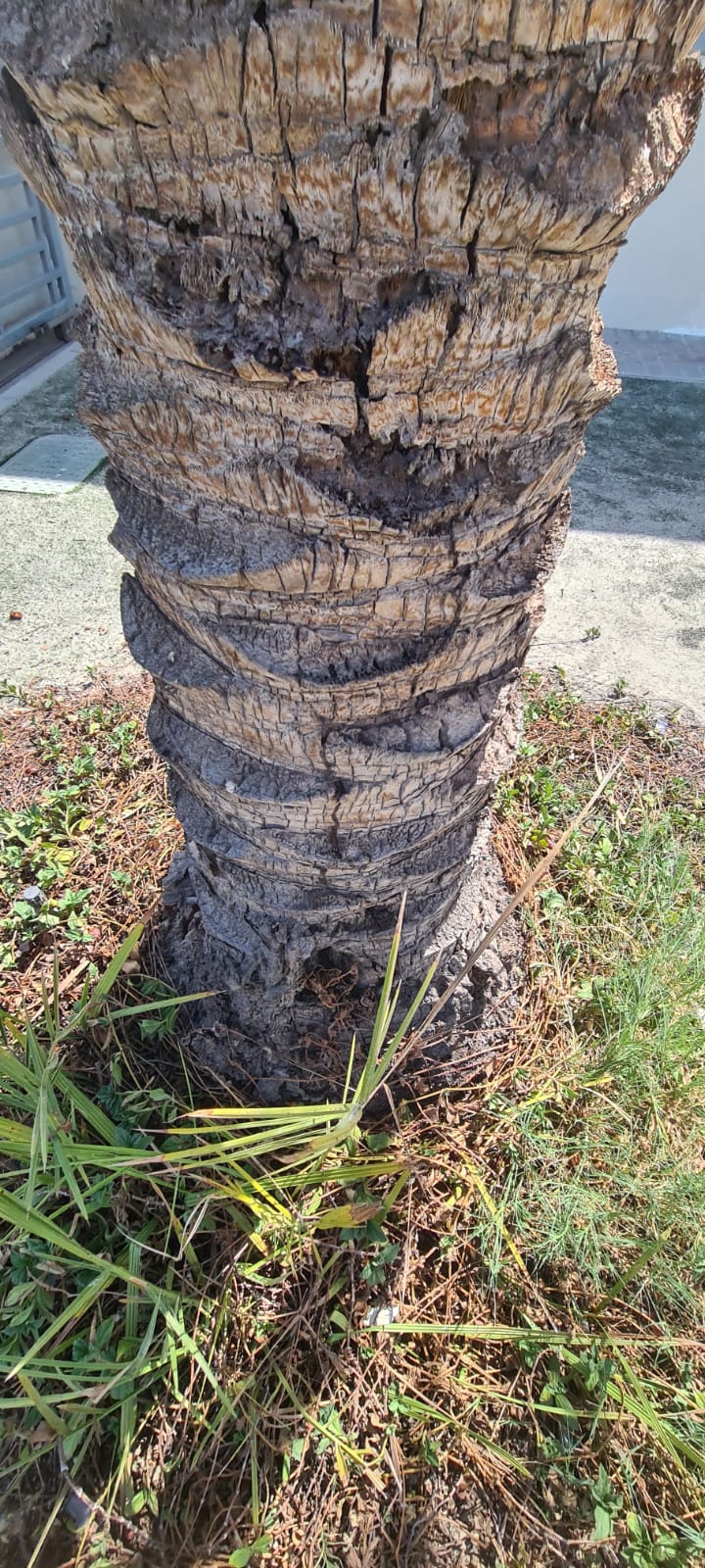 Infected tree treatment