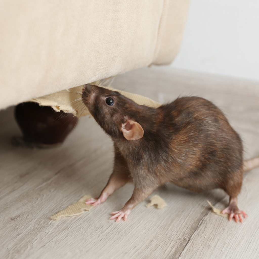 Rat Control