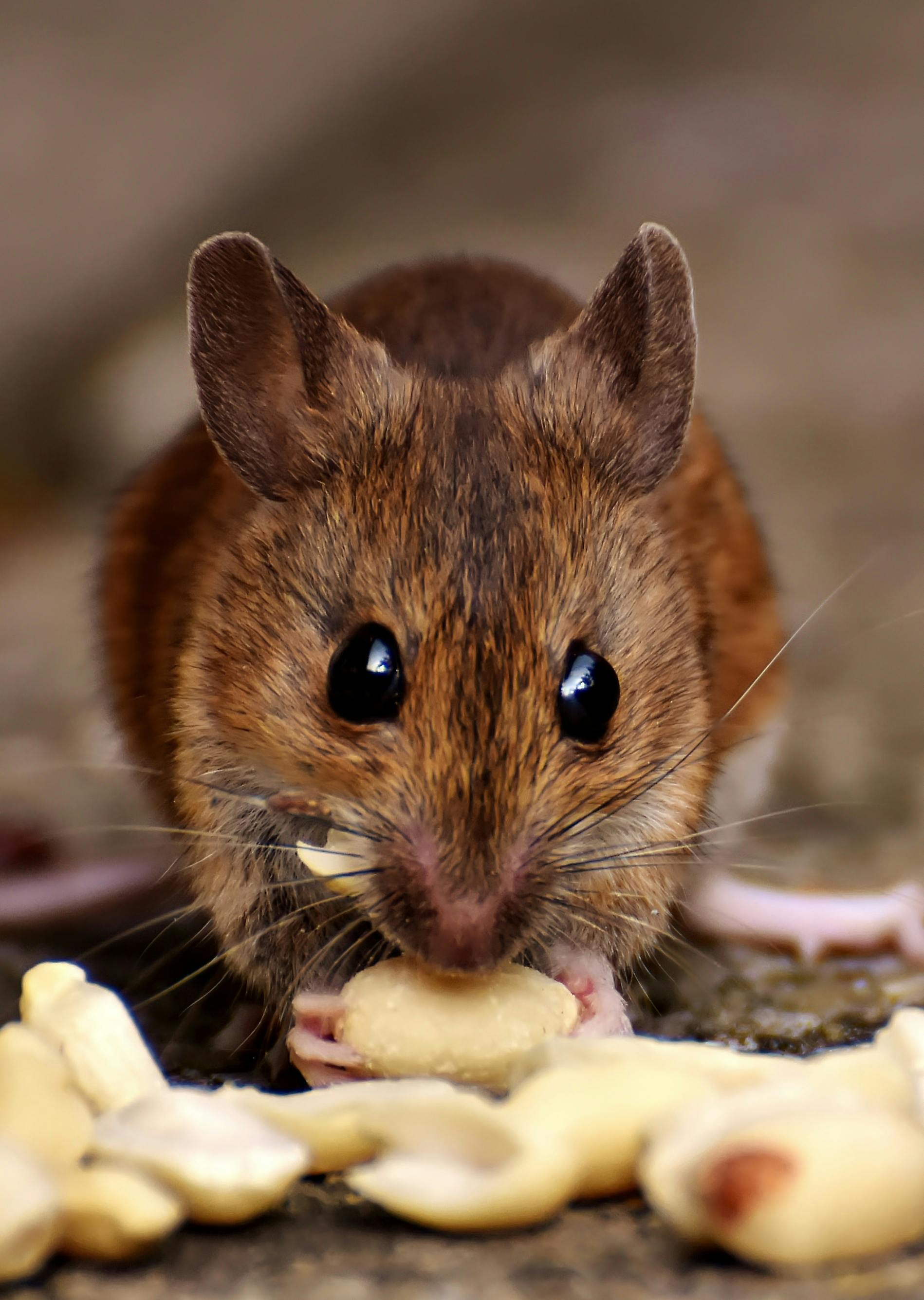 Rat Control