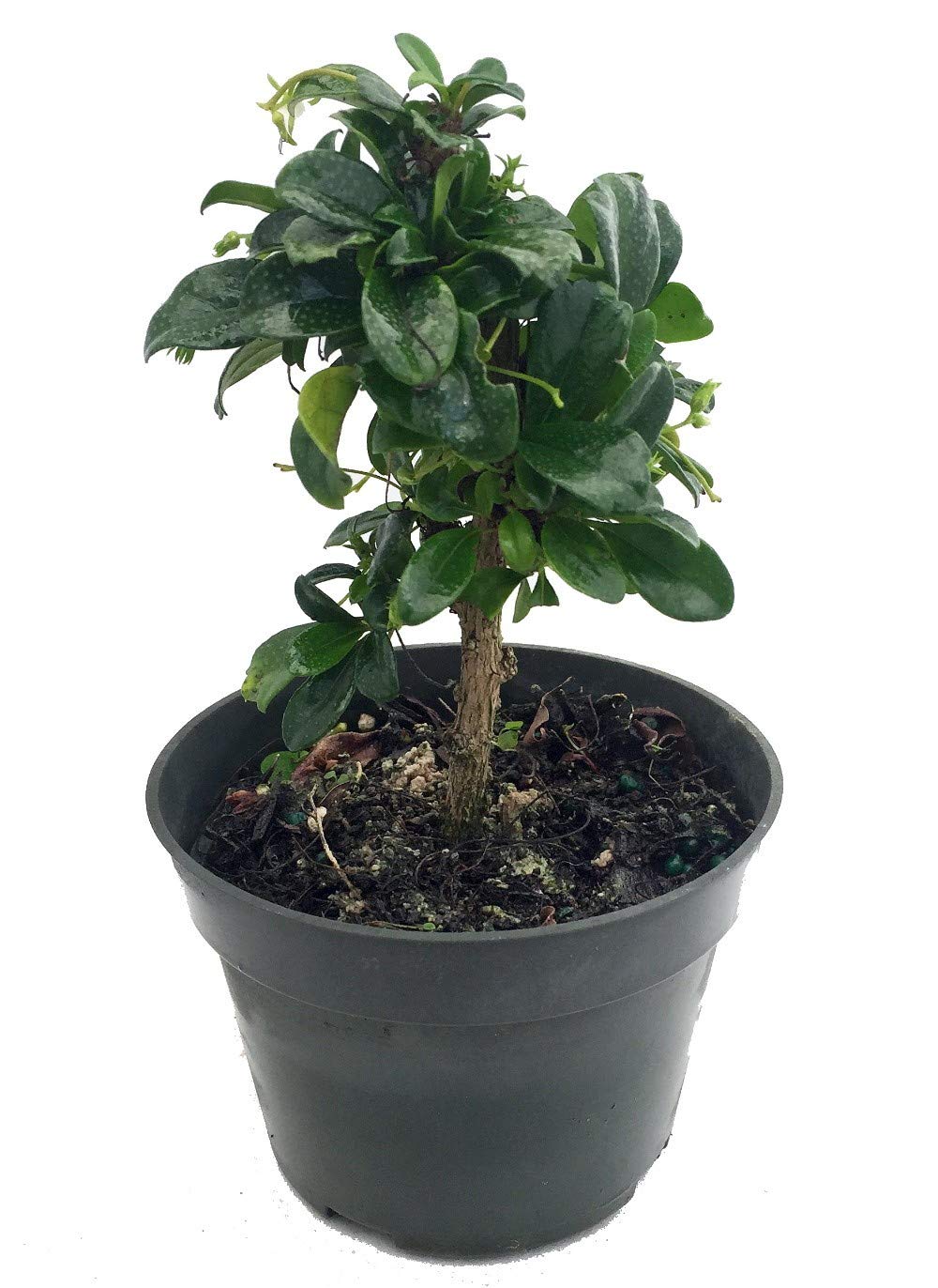 Buy Carmona Retusa - Pot Size 15cm Online | Agriculture Plants | Qetaat.com