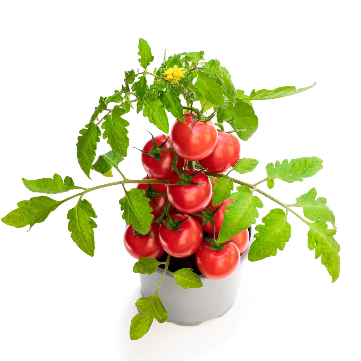 Buy Cherry Tomato - Pot Size 8cm Online | Agriculture Plants | Qetaat.com
